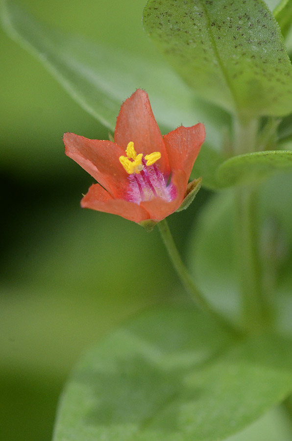 Lysimachia (=Anagallis) arvensis / Mordigallina
